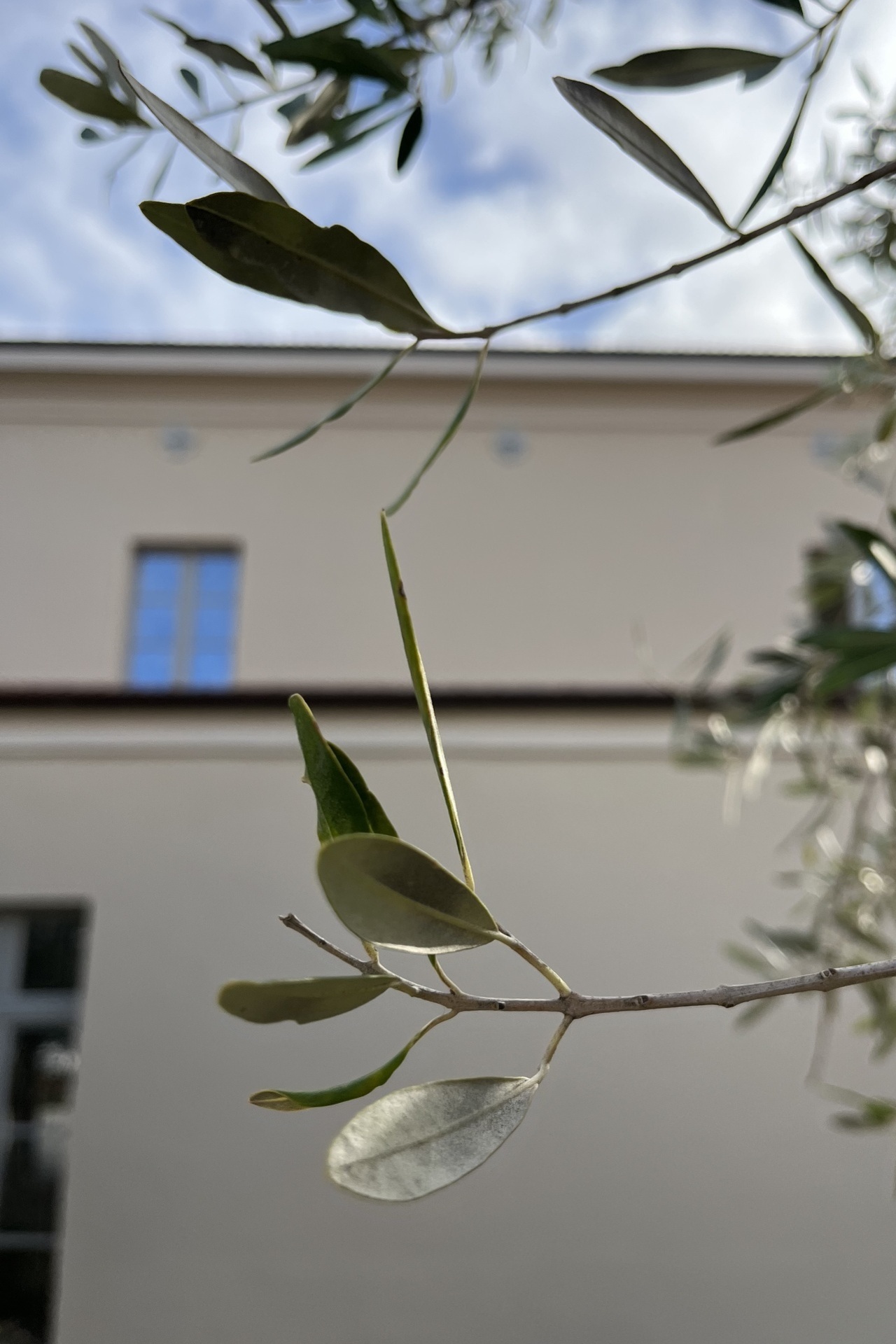 Generali_2_ExScuolaTrivio_Ripatransone_Farinastudioarchitetti